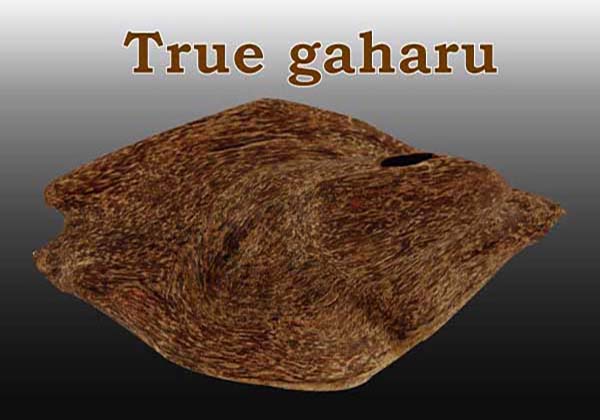 True gaharu